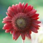 200 PCS Seeds 'Hongyun' Dark Red Sunflower