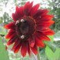 200 PCS Seeds 'Hongyun' Dark Red Sunflower