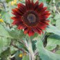 200 PCS Seeds 'Hongyun' Dark Red Sunflower