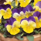 200 PCS Seeds Pansy Seeds Wavy Viola Tricolor Flower