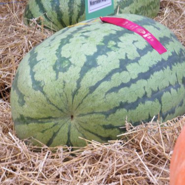 20 PCS Seeds Russian Giant Watermelon