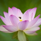 2 PCS Seeds Strong Fragrant White Lotus with Light Red Color