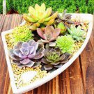 40 PCS Seeds Titanopsis Mixed Succulents