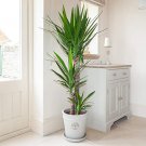 100 PCS Seeds Yucca Bonsai DIY Potted Plants