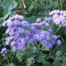 100 PCS Seeds Blue Mexican Ageratum Flower