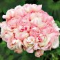 200 PCS Seeds Bonsai Mixed 16 Types of Geranium
