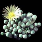 20 PCS Seeds Fenestraria Aurantiaca Succulent Plant