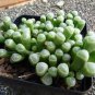 20 PCS Seeds Fenestraria Aurantiaca Succulent Plant
