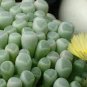 20 PCS Seeds Fenestraria Aurantiaca Succulent Plant