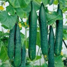 600 PCS Seeds Greenhouse Cucumber Dark Green Long Vegetables 600 PCS Seeds Greenhouse Cucumber Dark Green Long Vegetables