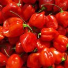 200 PCS Seeds Hot Habanero Pepper Red Orange Carnatio Yellow Chocolate White Capsicum Chinense