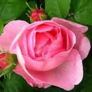 100 PCS Seeds Pink Chinese Rose Seed Monthly Rose Flowers Garden 100 PCS Seeds Pink Chinese Rose Seed Monthly Rose Flowers Garden