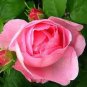 100 PCS Seeds Pink Chinese Rose Seed Monthly Rose Flowers Garden