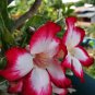 4 PCS Seeds Adenium White Petals Rose Red Edge Flower