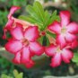 4 PCS Seeds Adenium White Petals Rose Red Edge Flower