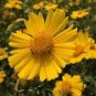100 PCS Seeds Big Coreopsis