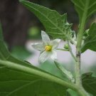 400 PCS Seeds Black Nightshade Garden Huckleberry Organic Fruit