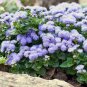 120 PCS Seeds Blue Ageratum Conyzoides Bonsai Herbal Flower