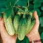 40 PCS Seeds Cucumber Japanese Short Thick Vegetable