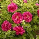 20 PCS Seeds Feral Luoyang Red Peony Plants with Big Red Flowers