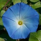 100 PCS Seeds Light Blue Morning Glory
