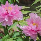 2 PCS Seeds Luoyang Peonies Lotus Pink Nelumbo Nucifera