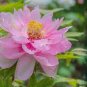 2 PCS Seeds Luoyang Peonies Lotus Pink Nelumbo Nucifera