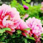 2 PCS Seeds Luoyang Peonies Lotus Pink Nelumbo Nucifera
