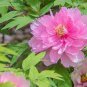 2 PCS Seeds Luoyang Peonies Lotus Pink Nelumbo Nucifera