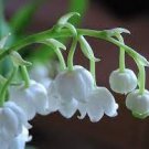 20 PCS Seeds White Lily of the Valley