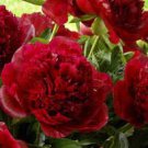 10 PCS Seeds Chinese Red Peony Flower