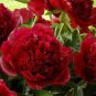 10 PCS Seeds Chinese Red Peony Flower