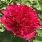10 PCS Seeds Chinese Red Peony Flower