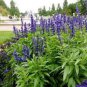 24 PCS Seeds Edible Sage Seed Salvia Farinacea Bonsai