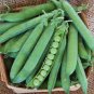 1000 PCS Seeds Heirloom Organic Green Arrow Pea Vegetable