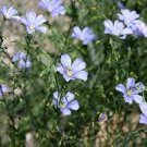 120 PCS Seeds Heirloom Wild Blue Flax Perennial Flower