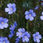 120 PCS Seeds Heirloom Wild Blue Flax Perennial Flower