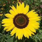 30 PCS Seeds Heirloom Yellow Black Clusters of Middle Sunflower
