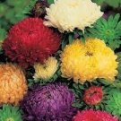 40 PCS Seeds New White Chrysanthemum Potmum with Red Edge Flower