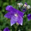 60 PCS Seeds Patycodon grandiflorum