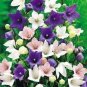 60 PCS Seeds Patycodon grandiflorum