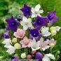 60 PCS Seeds Patycodon grandiflorum