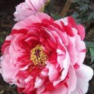 10 PCS Seeds Rare 'Gui Fu' Dark Purple Peony Shrub Flower 10 PCS Seeds Rare 'Gui Fu' Dark Purple Peony Shrub Flower