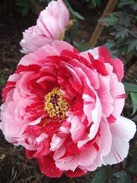 10 PCS Seeds Rare 'Gui Fu' Dark Purple Peony Shrub Flower