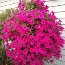 400 PCS Seeds Rare Red Pink White Climbing Petunia Flower 400 PCS Seeds Rare Red Pink White Climbing Petunia Flower