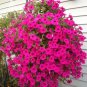 400 PCS Seeds Rare Red Pink White Climbing Petunia Flower