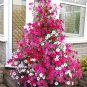 400 PCS Seeds Rare Red Pink White Climbing Petunia Flower