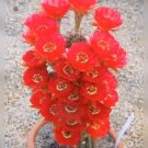 200 PCS Seeds Succulent Bonsai Mix Organic Ornamental Plant Flower Bonsai