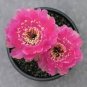 200 PCS Seeds Succulent Bonsai Mix Organic Ornamental Plant Flower Bonsai