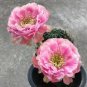 200 PCS Seeds Succulent Bonsai Mix Organic Ornamental Plant Flower Bonsai